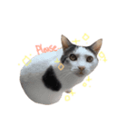 cecm cats style（個別スタンプ：7）
