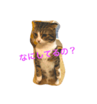 c u t e  c a t s（個別スタンプ：1）