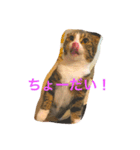 c u t e  c a t s（個別スタンプ：2）