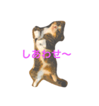 c u t e  c a t s（個別スタンプ：3）