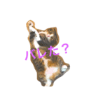 c u t e  c a t s（個別スタンプ：4）