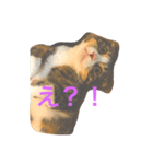 c u t e  c a t s（個別スタンプ：5）