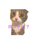 c u t e  c a t s（個別スタンプ：6）