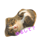 c u t e  c a t s（個別スタンプ：7）
