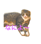 c u t e  c a t s（個別スタンプ：8）