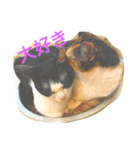 c u t e  c a t s（個別スタンプ：9）