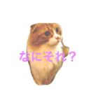 c u t e  c a t s（個別スタンプ：10）