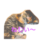 c u t e  c a t s（個別スタンプ：11）