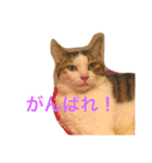 c u t e  c a t s（個別スタンプ：12）
