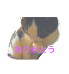 c u t e  c a t s（個別スタンプ：13）