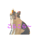 c u t e  c a t s（個別スタンプ：14）