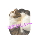 c u t e  c a t s（個別スタンプ：15）