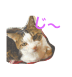 c u t e  c a t s（個別スタンプ：16）