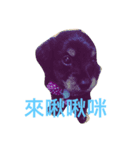 Crazy-dachshund（個別スタンプ：2）