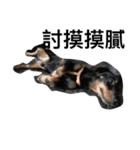 Crazy-dachshund（個別スタンプ：4）