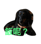 Crazy-dachshund（個別スタンプ：5）