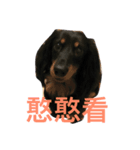 Crazy-dachshund（個別スタンプ：6）