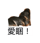Crazy-dachshund（個別スタンプ：7）