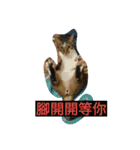 cute dogs and cats（個別スタンプ：1）