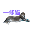 cute dogs and cats（個別スタンプ：2）