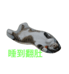 cute dogs and cats（個別スタンプ：4）