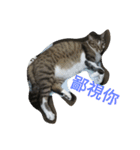 cute dogs and cats（個別スタンプ：8）