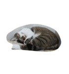 cute dogs and cats（個別スタンプ：10）