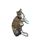 cute dogs and cats（個別スタンプ：11）