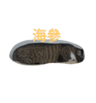 cute dogs and cats（個別スタンプ：13）