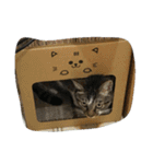 cute dogs and cats（個別スタンプ：17）