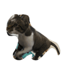 cute dogs and cats（個別スタンプ：21）