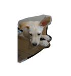 cute dogs and cats（個別スタンプ：26）