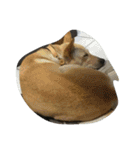 cute dogs and cats（個別スタンプ：31）