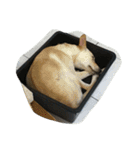 cute dogs and cats（個別スタンプ：32）
