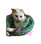 れおチャン大好き❤（個別スタンプ：5）