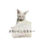 れおチャン大好き❤（個別スタンプ：40）