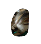 Very GY cat（個別スタンプ：1）