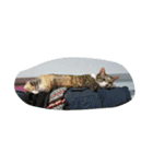 Very GY cat（個別スタンプ：3）
