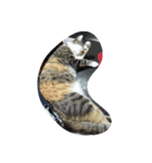 Very GY cat（個別スタンプ：4）