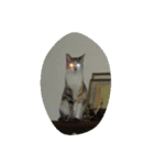 Very GY cat（個別スタンプ：5）