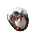 Very GY cat（個別スタンプ：7）