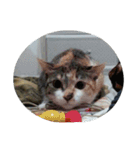 Very GY cat（個別スタンプ：8）
