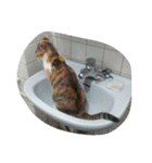Very GY cat（個別スタンプ：9）
