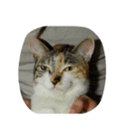 Very GY cat（個別スタンプ：10）
