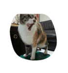 Very GY cat（個別スタンプ：11）
