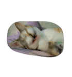 Very GY cat（個別スタンプ：12）