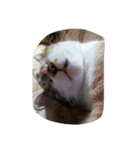 Very GY cat（個別スタンプ：14）