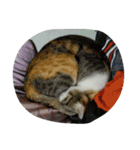 Very GY cat（個別スタンプ：15）