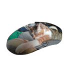 Very GY cat（個別スタンプ：16）