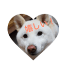 kuta's stamp（個別スタンプ：6）